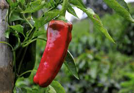 photo of chile