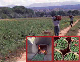 Hatch Green Chile Harvest